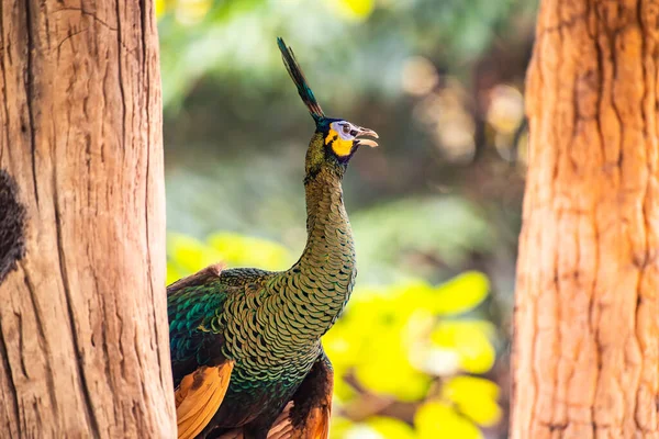 Peacock Nature Thailand — Stockfoto