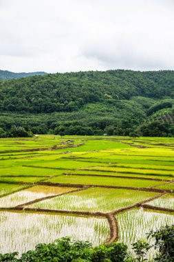 Rice field in Phayao province, Thailand.