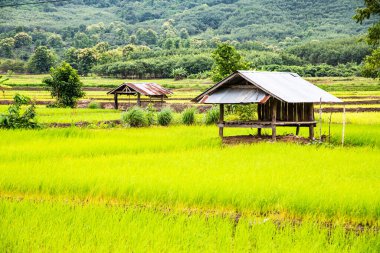 Rice field in Phayao province, Thailand.