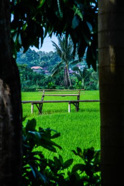 Tayland 'ın Pua bölgesinin güzel pirinç tarlası..