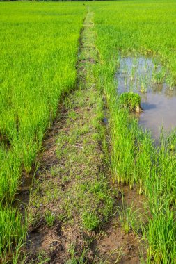 Tarlada Paddy, Tayland.