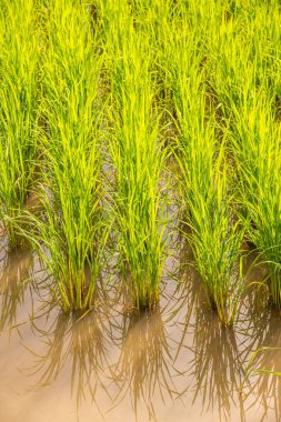 Tarlada Paddy, Tayland.