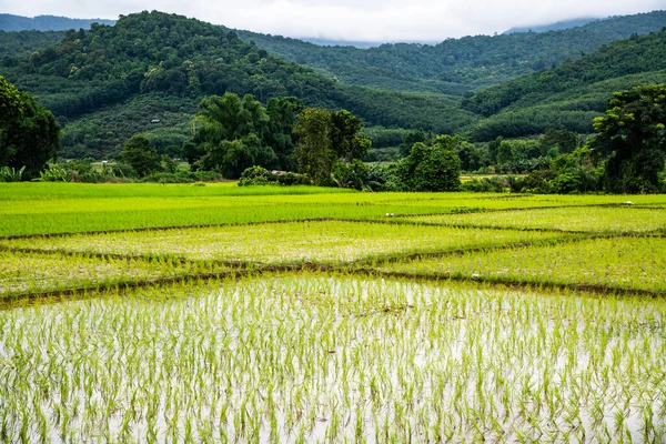 Rice Field Phayao Province Thailand — Stock Photo, Image