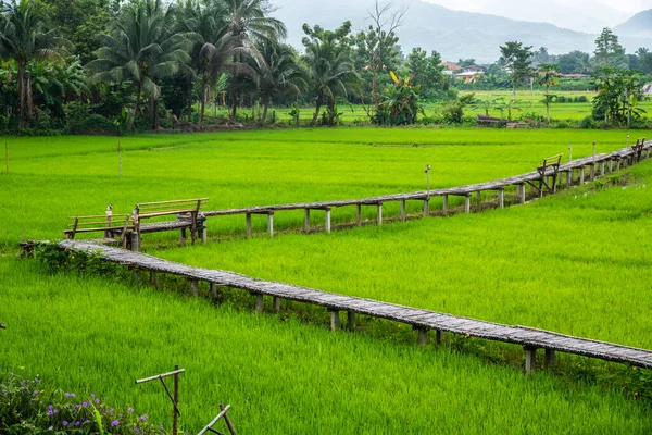 Krásné Rýžové Pole Okrese Pua Thajsko — Stock fotografie