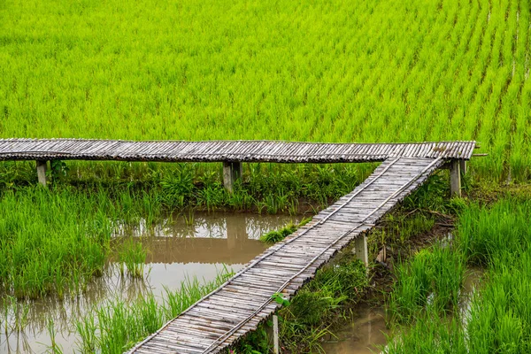Prachtige Rijstveld Van Pua District Thailand — Stockfoto