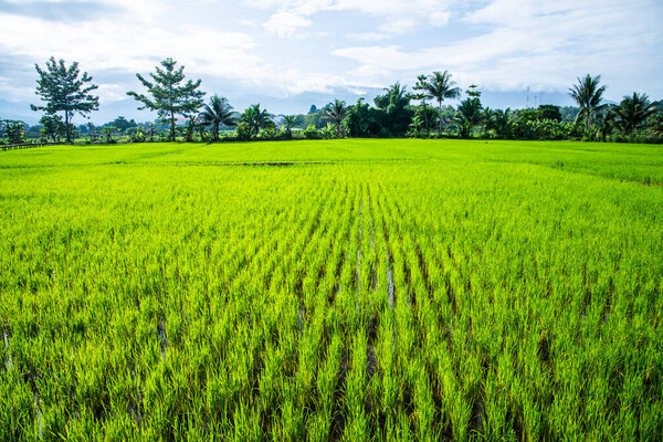 Beautiful rice field of Pua district, Thailand.