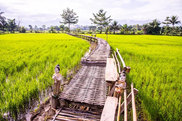 Tayland 'ın Pua bölgesinin güzel pirinç tarlası..
