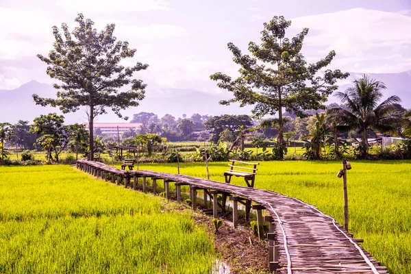 stock image Beautiful rice field of Pua district, Thailand.