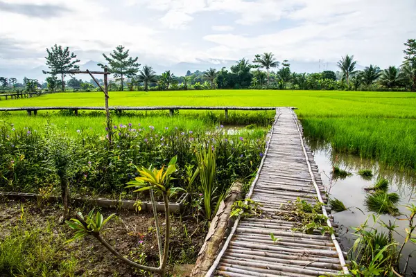 Krásné Rýžové Pole Okrese Pua Thajsko Stock Snímky