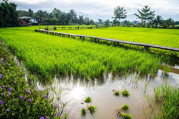 Krásné Rýžové Pole Okrese Pua Thajsko Royalty Free Stock Obrázky