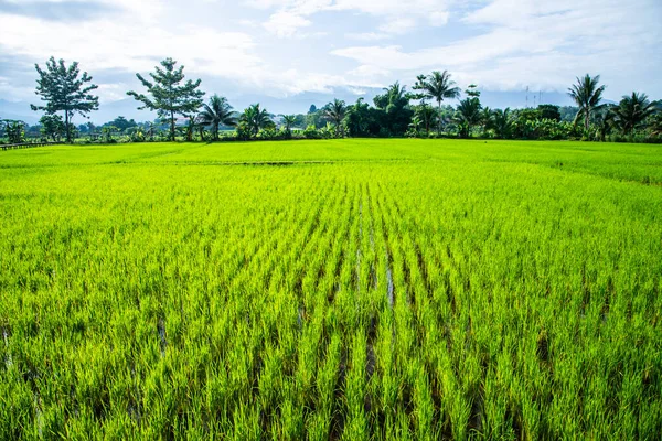 Beautiful Rice Field Pua District Thailand Royalty Free Stock Photos