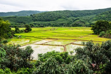 Rice field in Phayao province, Thailand.