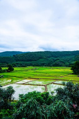 Rice field in Phayao province, Thailand.