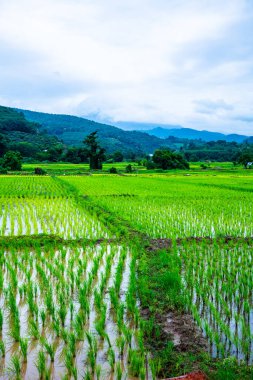 Rice field in Phayao province, Thailand.