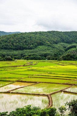 Rice field in Phayao province, Thailand.