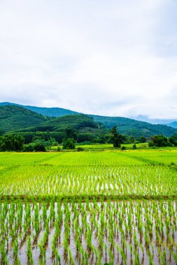 Rice field in Phayao province, Thailand.