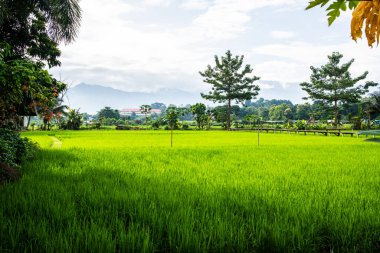Tayland 'ın Pua bölgesinin güzel pirinç tarlası..
