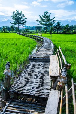 Tayland 'ın Pua bölgesinin güzel pirinç tarlası..