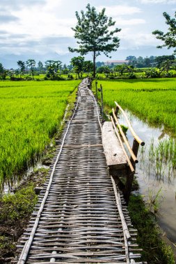 Tayland 'ın Pua bölgesinin güzel pirinç tarlası..