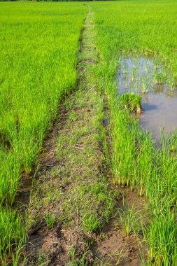 Tarlada Paddy, Tayland.