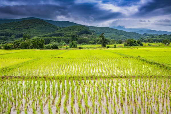 Рисове Поле Провінції Фаяо Таїланд — стокове фото
