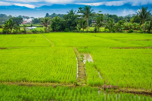 Reisfeld Distrikt Pua Provinz Nan — Stockfoto