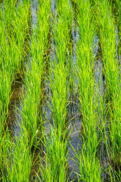 Tarlada Paddy, Tayland.