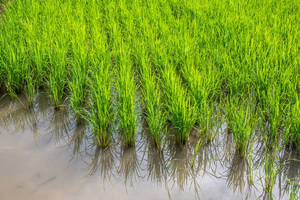 Tarlada Paddy, Tayland.