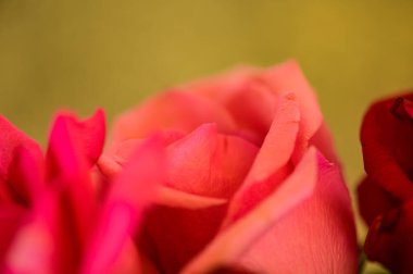 Red rose petals with natural background, Thailand.