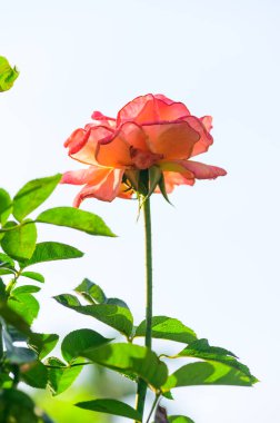 Light orange rose with white sky, Thailand.
