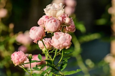 Pink rose in the garden, Thailand.