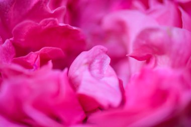 Background of pink rose petals, Thailand.