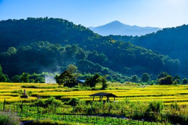 The Flower Garden with Rice Field in Chiang Mai Province, Thailand.