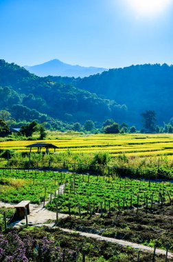The Flower Garden with Rice Field in Chiang Mai Province, Thailand.