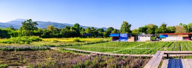 Panorama View of Flower Garden with Rice Field in Chiang Mai Province, Thailand.