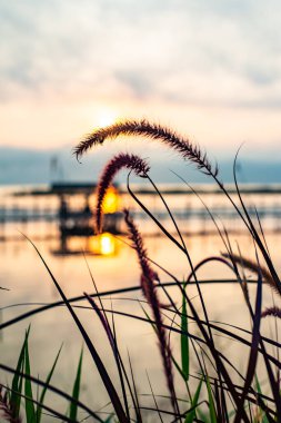 Grass flower with Kwan Phayao background, Thailand.