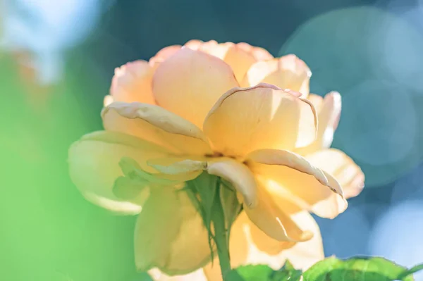 Yellow Rose Garden Thailand — Zdjęcie stockowe