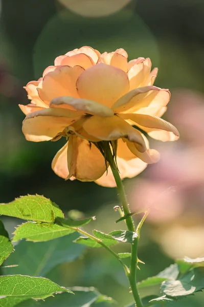 黄玫瑰在花园 — 图库照片
