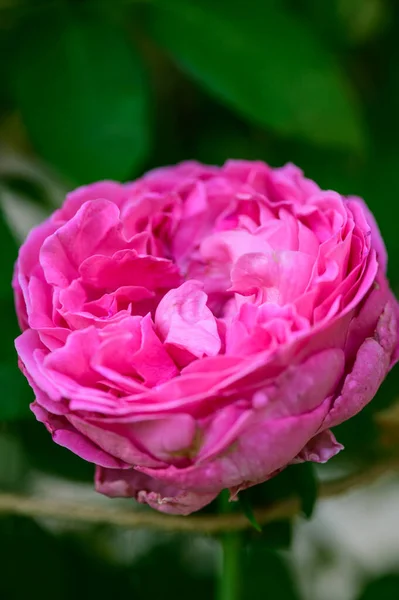Pink Rose Garden Thailand — Fotografia de Stock