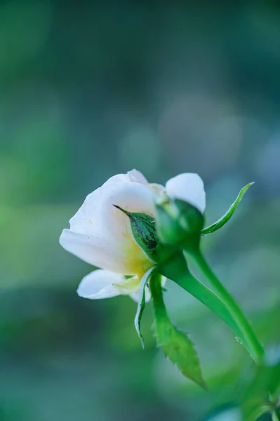 White Rose Garden Thailand — Fotografia de Stock