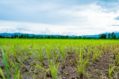 Rice field in Phayao province, Thailand.