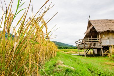 Rice Field in Chiang Mai Country, Thailand.