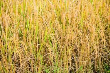 Rice Paddy in Field, Chiang Mai Province.