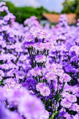 Beautiful Flower Garden In Chiang Mai Province, Thailand.
