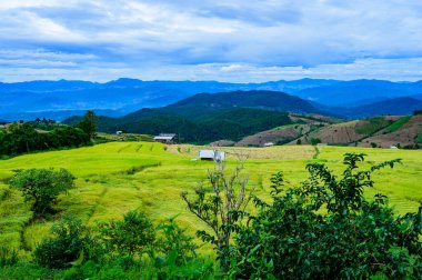 Pa Bong Piang Rice Terraces at Chiang Mai Province, Thailand.