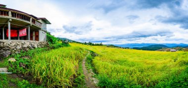 Panorama View of Pa Bong Piang Rice Terraces at Chiang Mai Province, Thailand.