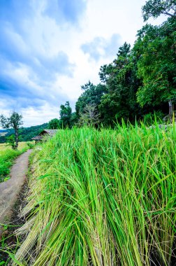 Pa Bong Piang Rice Terraces at Chiang Mai Province, Thailand.