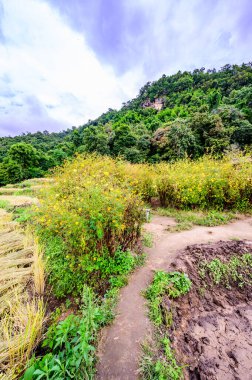 Pa Bong Piang Rice Terraces at Chiang Mai Province, Thailand.