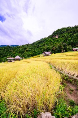 Pa Bong Piang Rice Terraces at Chiang Mai Province, Thailand.