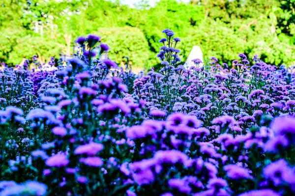 Violet Flower Garden Chiang Mai Province — 스톡 사진